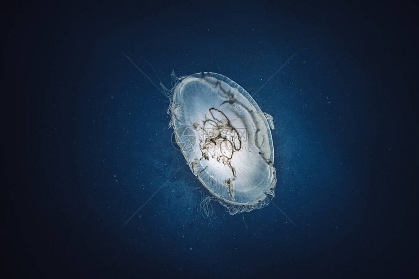 海中水母的水下图像图片