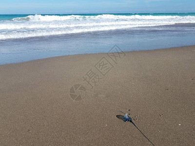 沙滩上的蓝色水母沙滩上的海浪图片