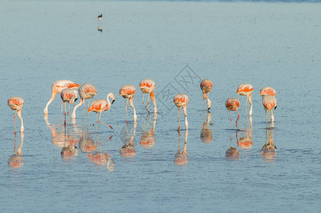 在阿根廷巴塔哥尼亚的一个盐咸的环礁湖图片