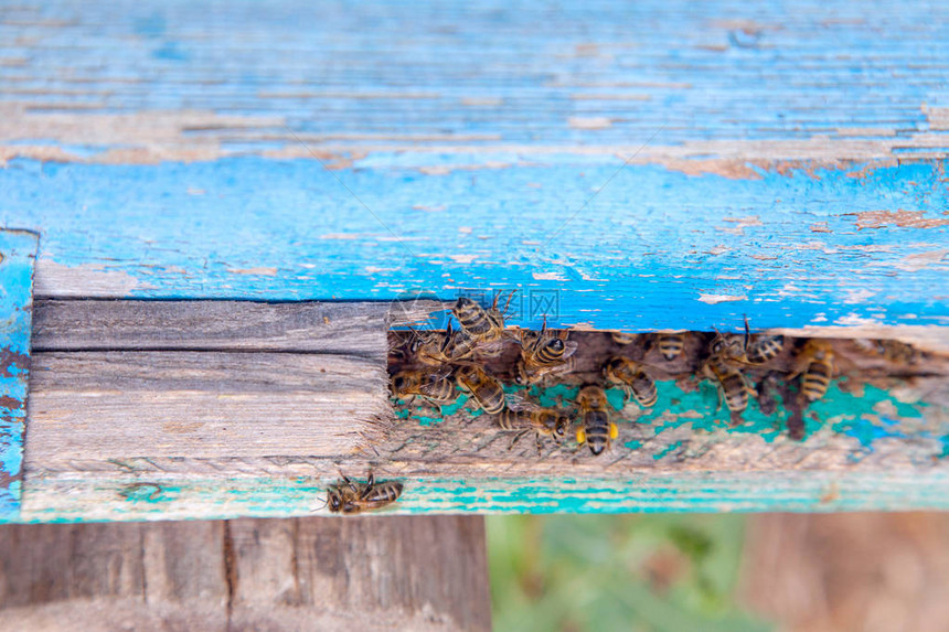 大量蜜蜂在养蜂室的蜂巢入口处图片