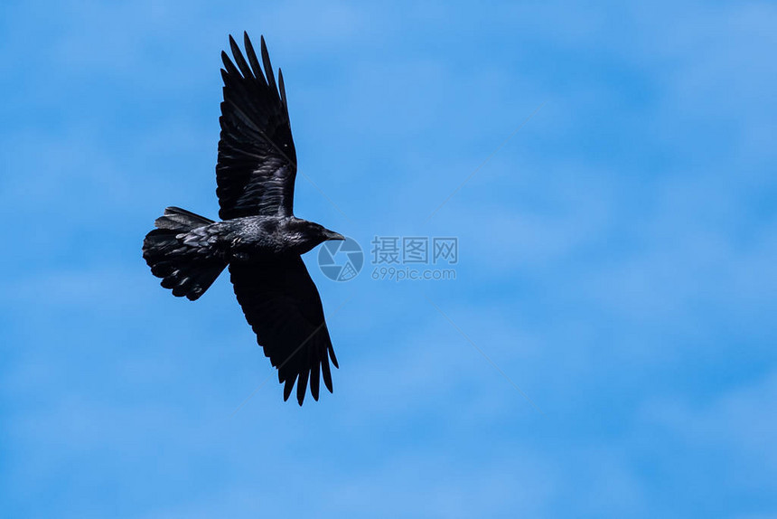 常见的黑乌鸦在蓝天飞翔图片