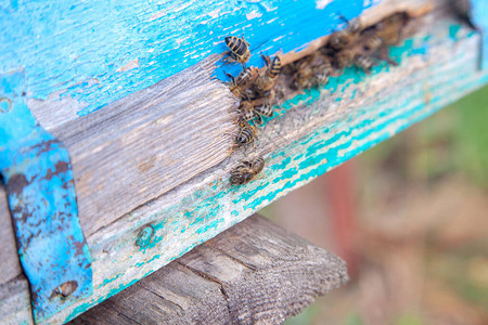 大量蜜蜂在养蜂室的蜂巢入口处图片