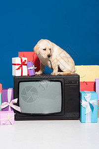 狗狗坐在古董电视上图片