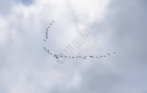 秋天的空中的鹤楔背景图片