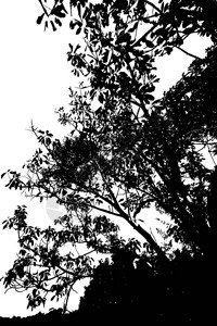 树对天空的剪影图片