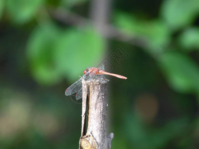 在叶子背景的蜻蜓图片