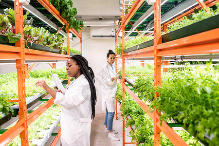 非洲青年生物学家或白衣研究员在研究植物的同时图片