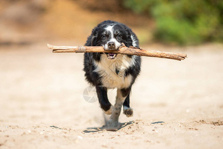 边境狗Collie用棍图片