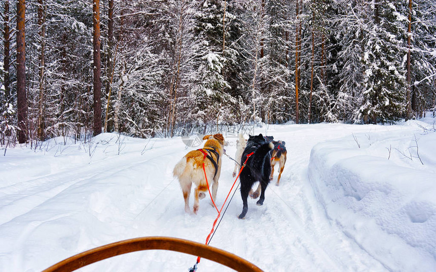 赫斯基家庭狗拉雪橇在芬兰拉普兰的冬天罗瓦涅米在挪威乘坐狗拉雪橇圣诞节后芬兰农场的动物雪橇雪橇上的乐趣雪橇和阿拉斯加景观上图片