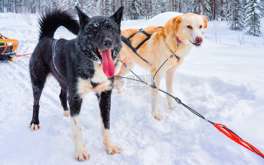 赫斯基家庭狗拉雪橇在芬兰拉普兰的冬天罗瓦涅米在挪威乘坐狗拉雪橇圣诞节后芬兰农场的动物雪橇雪橇上的乐趣雪橇和阿拉斯加景观上图片