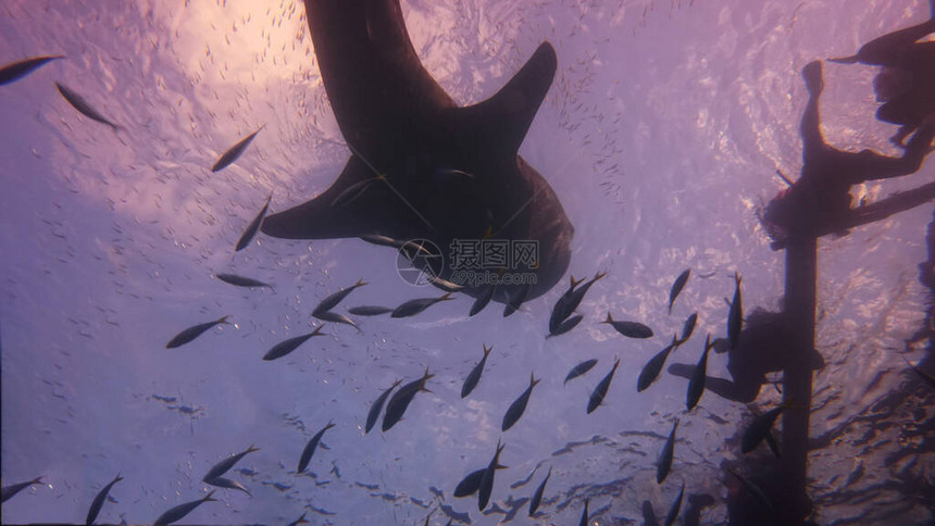 为寻找浮游生物而爬图片