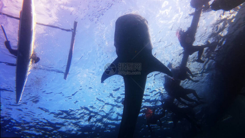 为寻找浮游生物而爬图片