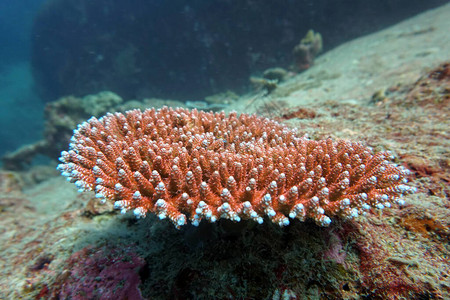 海底世界的奇妙生物图片