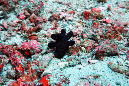 海中珊瑚上的紫黑色海星图片