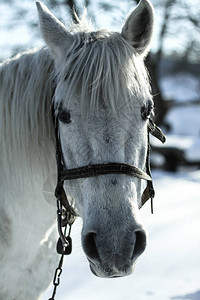 美丽的白灰色马在冬天在农场的风景与一种高贵的动背景图片
