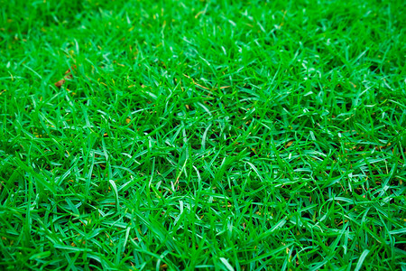 绿色自然草纹理生态背景图片