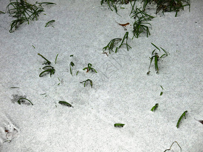 春雪消融绿草如茵图片