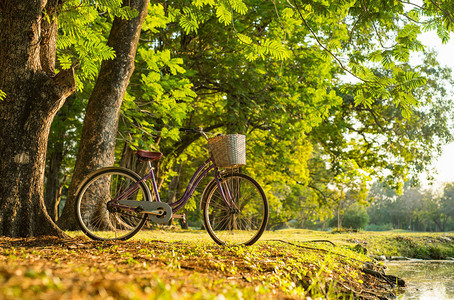 公园里漂亮的老式自行车图片