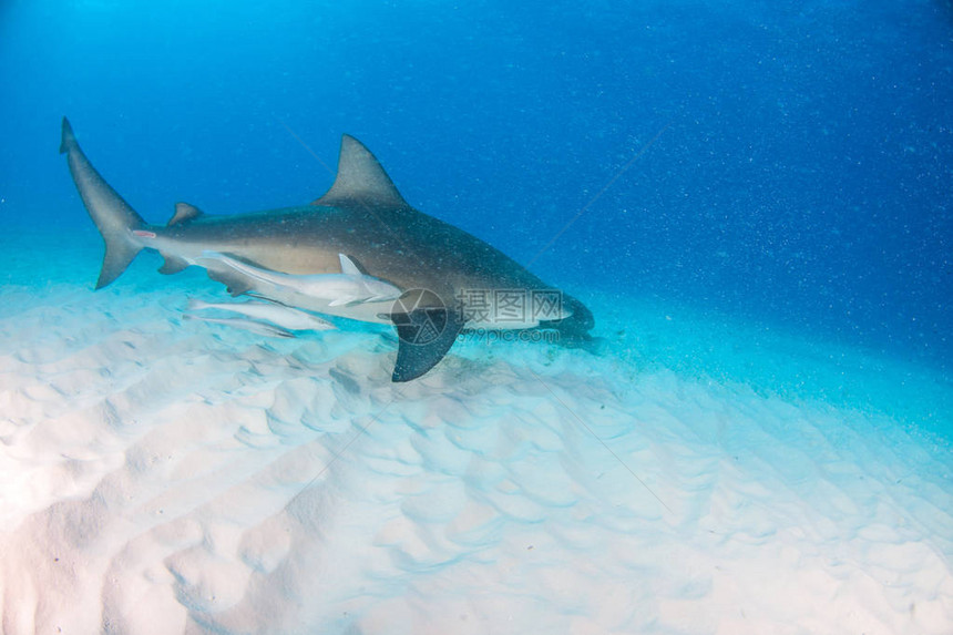 图片显示巴哈马的牛鲨图片