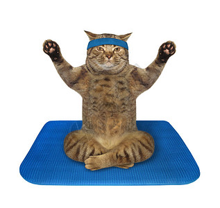 领带上的蜜蜂猫员正在绿色健身垫上做瑜伽练习图片