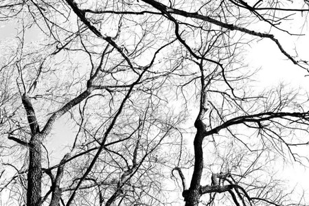 没有白背景叶子的黑色树木影树枝底照图片