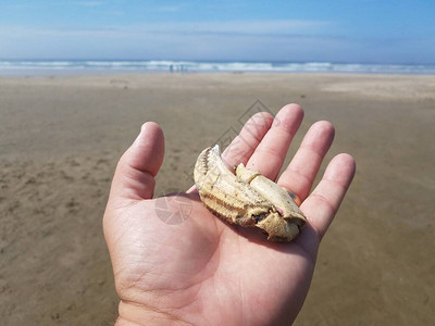 带金环的手在海滩上握着蟹爪或钳子的一部分图片