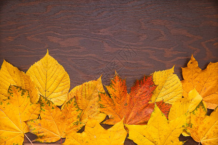 深色木质背景上的彩色秋叶彩色秋叶框架图片