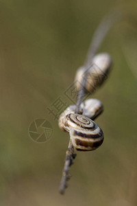 蜗牛TheodoxusTransversalis图片