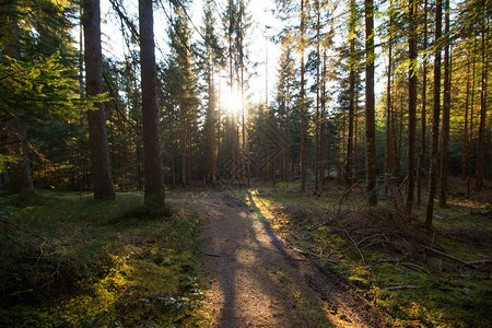 森林中神奇的日落和阳光图片