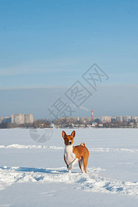 一只在雪地里奔跑的basenji幼犬图片