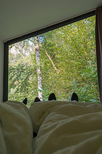 从床上看从窗户向森林看与自然息相图片