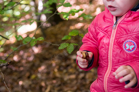 孩子手里握着新鲜的栗子在森林里图片