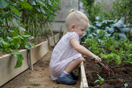 幼童女孩玩泥土手在有机蔬菜园里图片