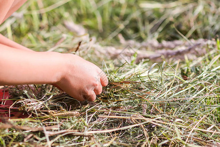 孩子在夏日草地上用干草做花圈图片