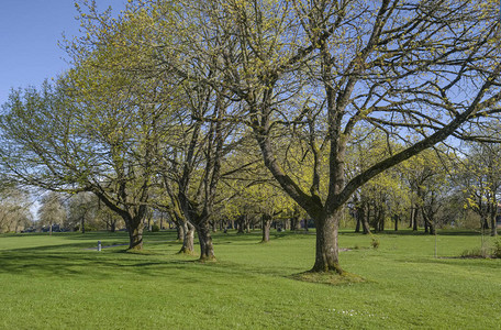公共园景观和新的春天盛图片
