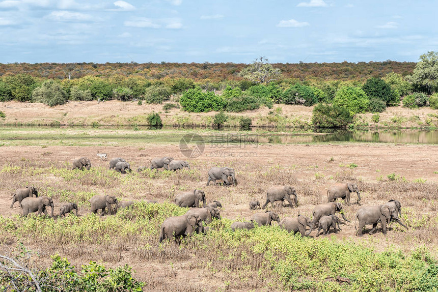 非洲大象群Loxodonta图片