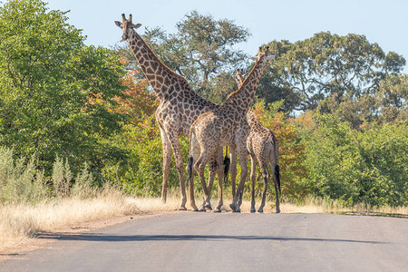 南非Mpumalanga省一条公路上的三个南非长颈鹿图片
