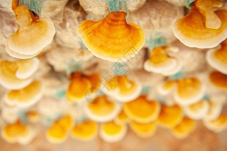 新鲜灵芝蘑菇灵芝或灵芝蘑菇在农场传统医学柔和的阳光浅景深图片