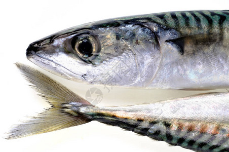 新鲜鱼的尾头和尾巴背景图片