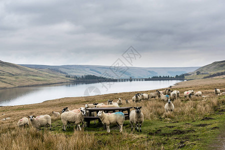 羊围着野餐桌图片