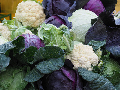 多种卷心菜Brassicaoleracea蔬菜素图片