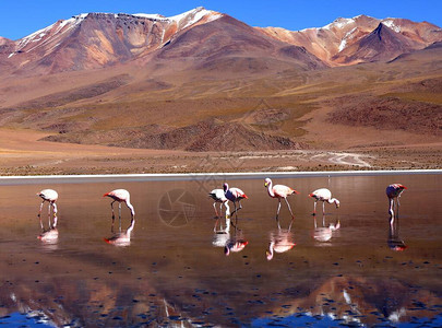 南美洲安第斯山脉高海拔的玻利维图片