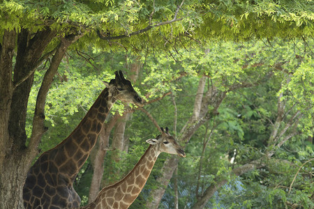 林中树下两只长颈鹿成年图片
