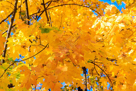 枫树特写的黄色秋叶图片