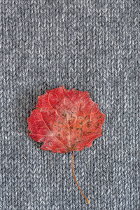 明亮的黄色秋天白杨叶在针织灰色羊毛的背景上带有文本位置的秋季样机顶视背景图片