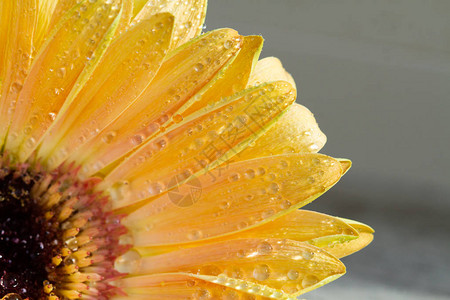 用水滴近距离拍摄黄色非洲菊花图片
