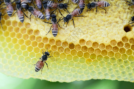 一群在蜂巢上工作的小蜜蜂大黄蜂在树上的黄色蜂窝上生背景图片