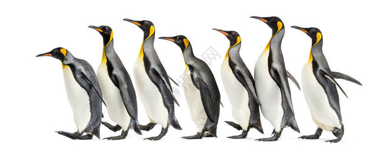 一群王企鹅排成一排孤立无援图片