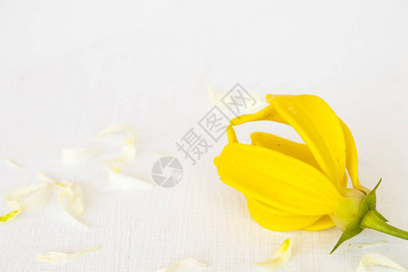 黄色花朵依兰与白色花朵茉莉花亚洲当地植物群布置平躺明信片图片