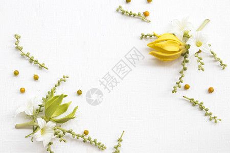当地亚西安排的花种用本底白色平铺面明信片风格制作背景图片